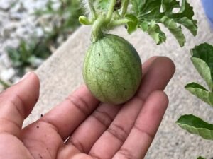 A Day in Genny’s Garden