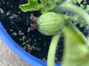 Plants of Joy Update